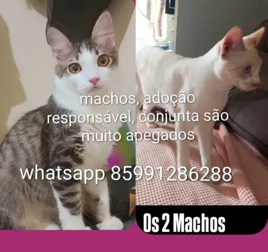 Gatinhos fofos pra adoção responsável
