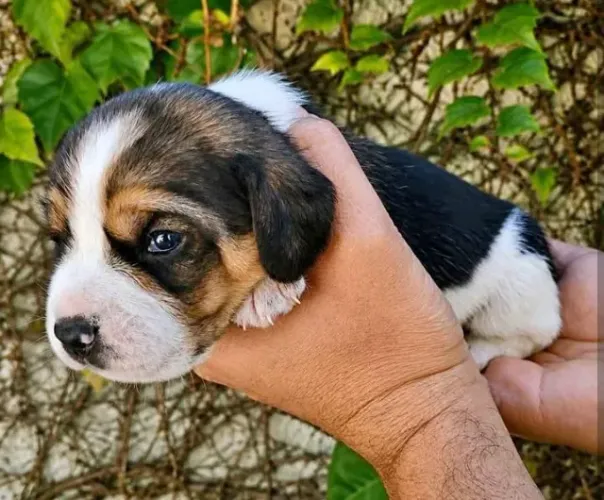 Beagle Filhotes Tricolores Minizinhos. 