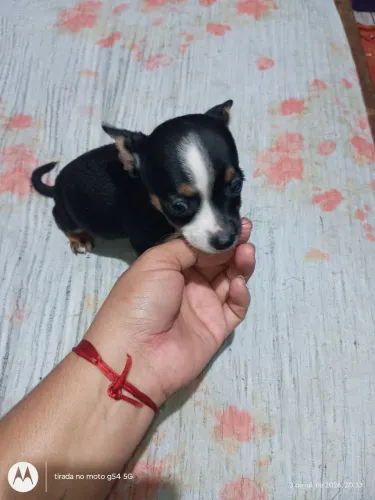 Machinho pinscher