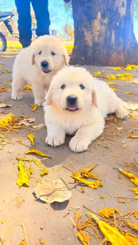 Vende-se filhote de Golden Retriever