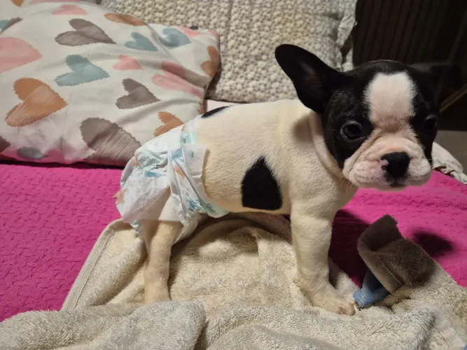 Filhote Bulldog francês macho