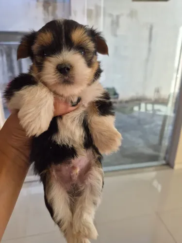 Filhote Yorkshire Terrier Mini 