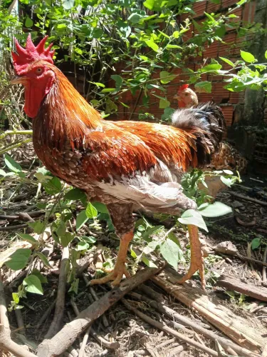 Galinha gsb