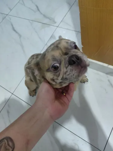 Bulldog francês