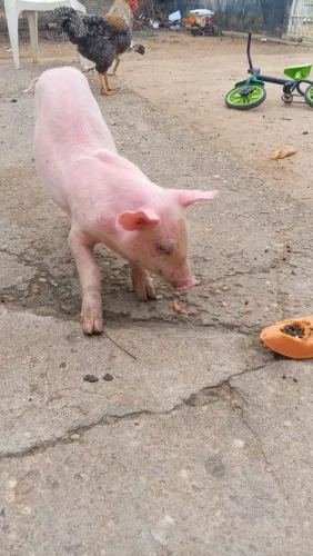 Vende se esse pequeno leitão 