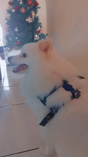 Spitz alemão branco