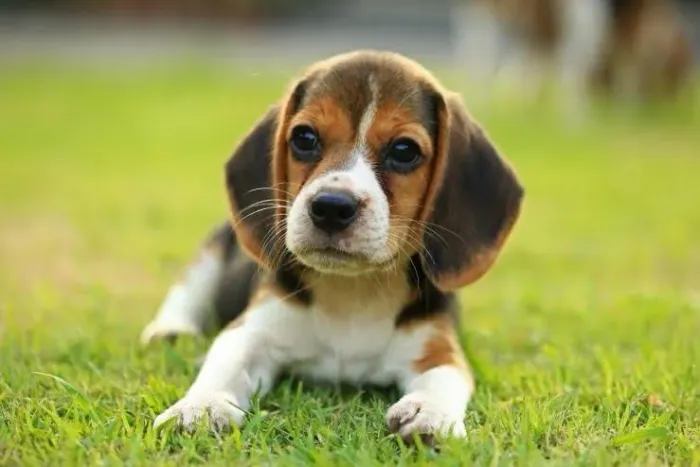 Beagle lindos filhotes