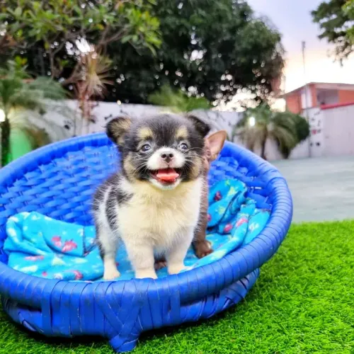 Chihuahua miniatura disponíveis Canil, Gatil e Banho e Tosa Teresina 