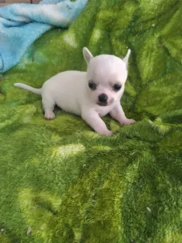 Chihuahua macho Pêlo curto branco neve. Um príncipe!
