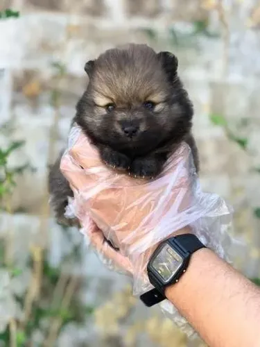 Spitz alemão anão- Fêmea cinza escuro com 56 dias, padrão ursinho-Dani