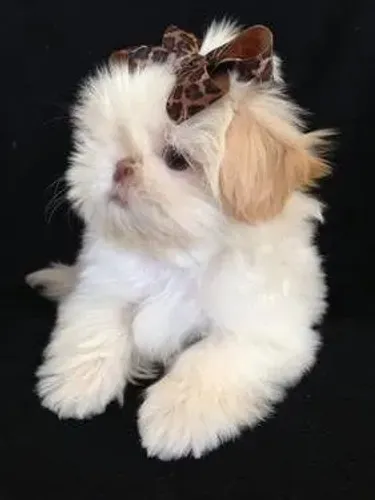 shih tzu femea areia com 55 dias