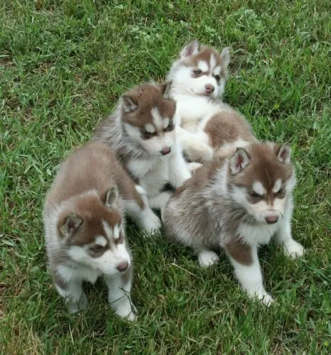 Filhotes de Husky Siberiano perfeitos