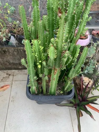 Planta Exótica Euphorbia Trigona
