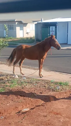 Vende se cavalo manga larga
