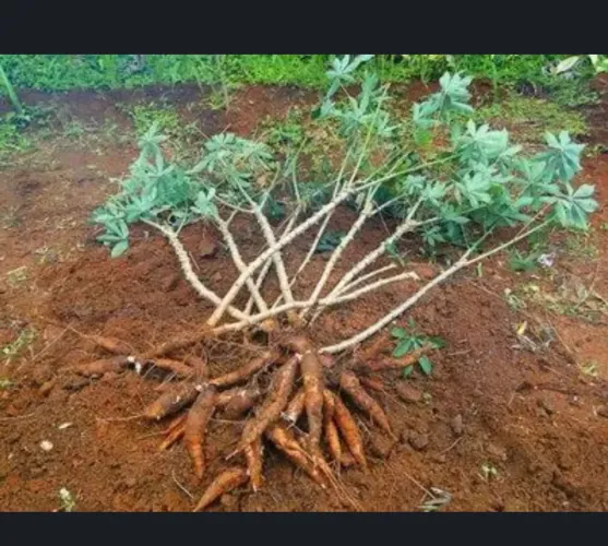 Rama mandioca gigante