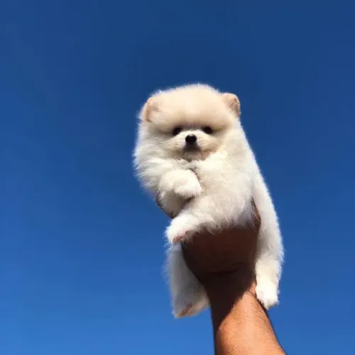 Spitz Alemão mini bola de neve peluda