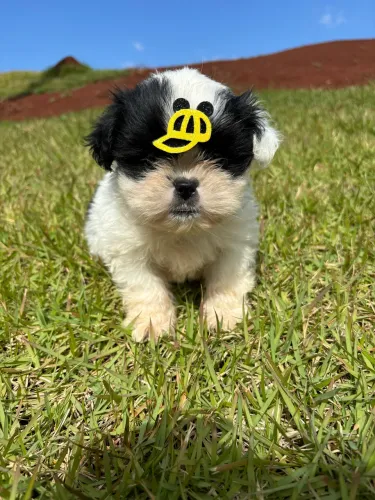 Vendo Macho de Shitzu mini