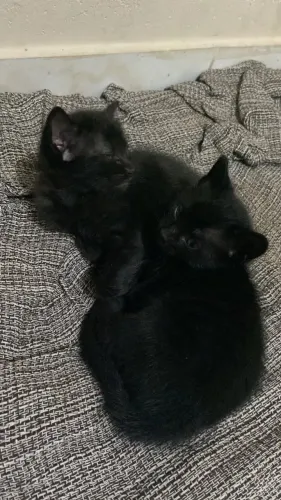 Duas gatinhas pretas para adoção responsável