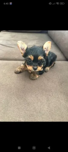 Venda Yorkshire Terrier