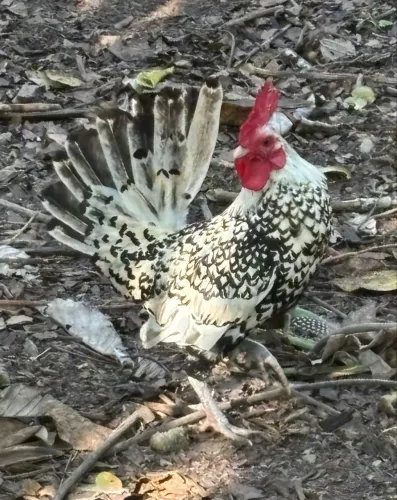 Galo e galinhas galinzé 