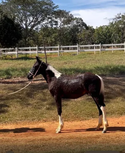 LINDO POTRO MANGALARGA MARCHADOR PAMPA DE PRETO REGISTRADO