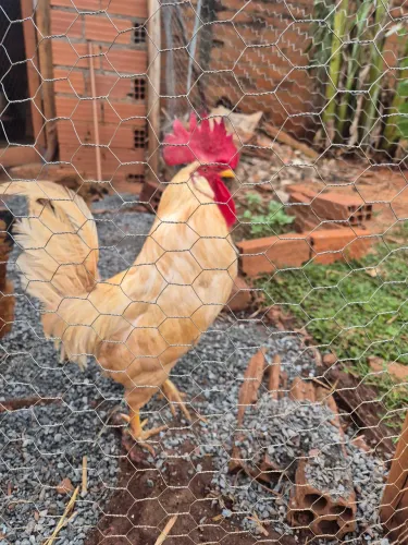 Ovos galados de embrapa com legorne
