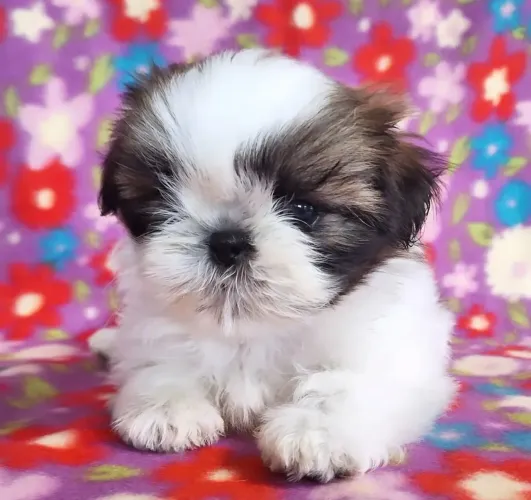 Filhote shih tzu, Quem Disse Que Amor Não Se Compra?