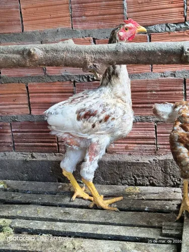 Franguinho GSB galinha sertaneja balão 