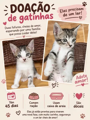 Gatinhas para adoção 