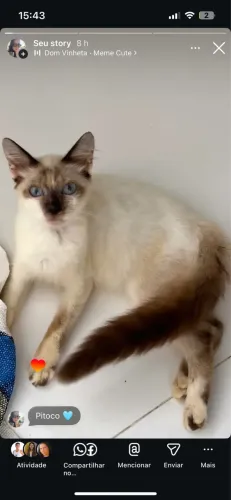Gatinho em lar temporário para adoção 