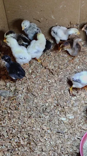 Vende-se pintinhos da raça Mura valor individual r$ 20 cada um
