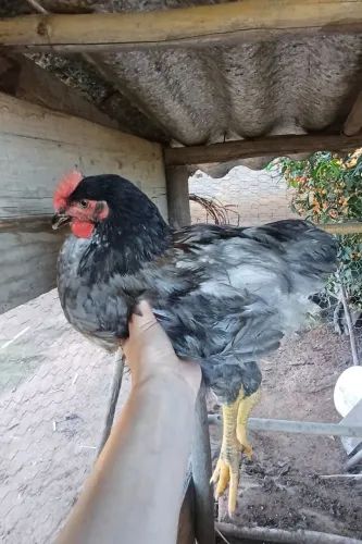 Frangos GSB ( Galinha sertaneja balão )