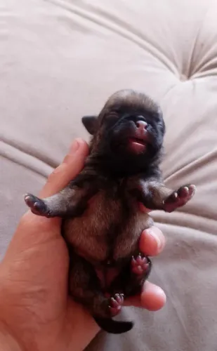 Mini Pug 