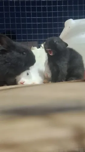 Coelhos