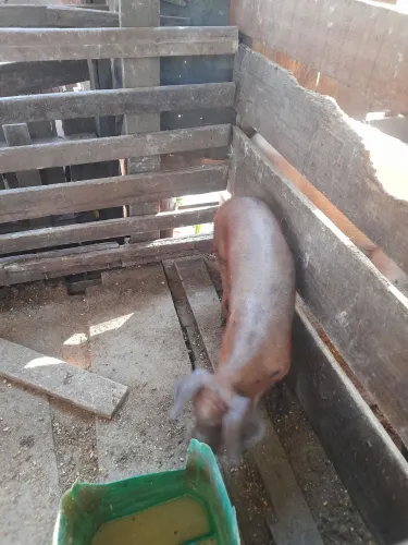Vendo Porco