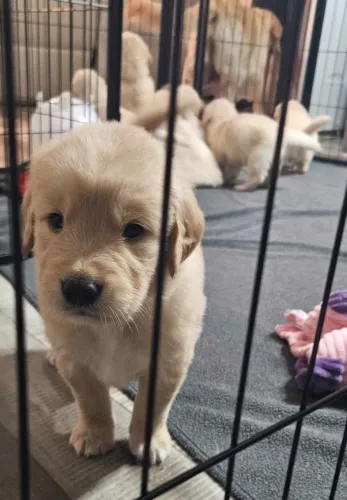 Filhotes de Golden Retriever | Energia boa em quatro patas.