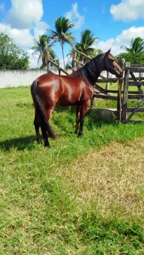 Vendo potro mangalarga marcha picada com 3 anos por R$18.000 com documento,