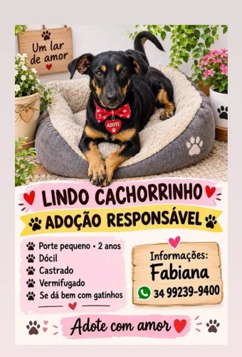 Adoção responsável
