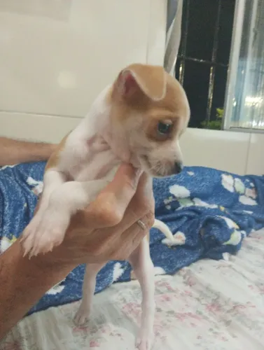 Pinscher macho.