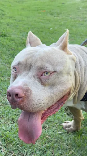 American Bully Standard com Pedigree | Procuro Matriz para Cruza