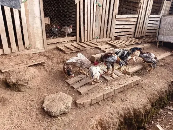 Galos