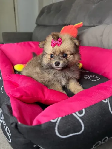 Lulu Pomerania fêmeas