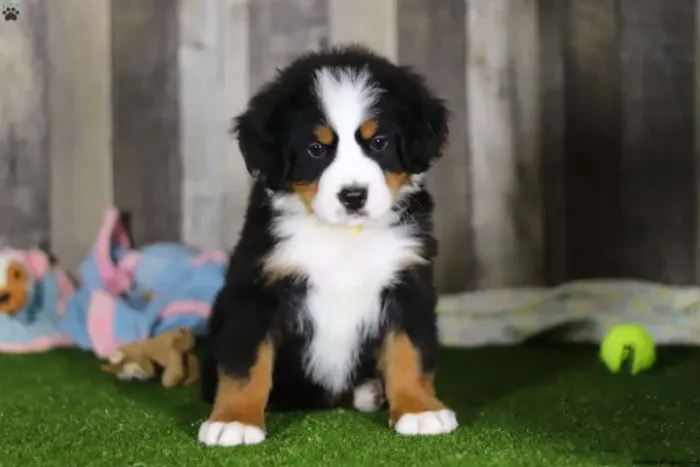Amizade canina esperando para começar
