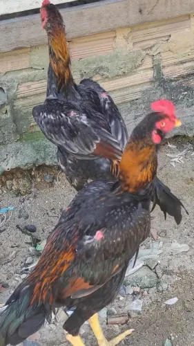 Vende-se casais de frangos da raça Mura entre 5 e 6 meses r$500 individual r$300
