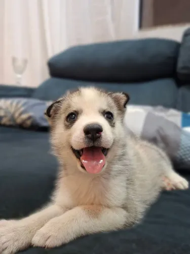 Husky siberiano