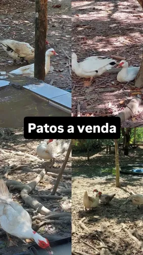 Patos