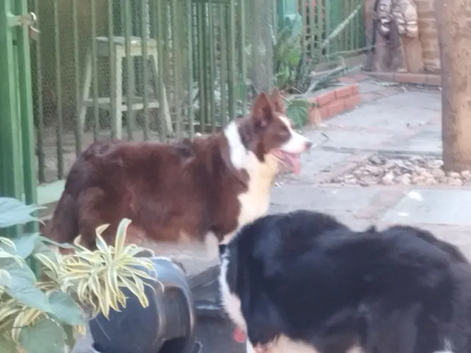lindos filhotes de border collie