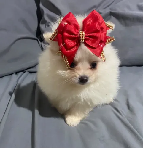 Spitz alemão anão fêmea $3.500,00 em 10 x sem juros