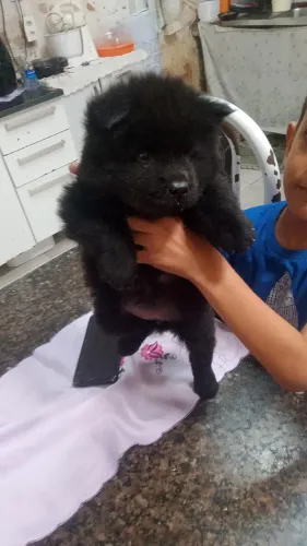 Vendo filhote de chowchow macho