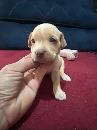 Cachorro filhotes para doação porte médio